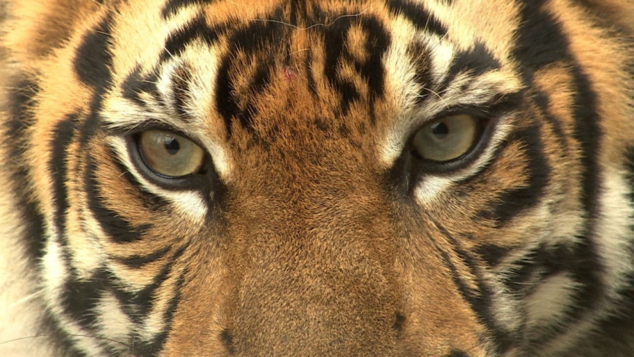 Last Tiger Standing