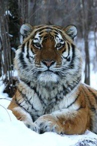 Last Tiger Standing