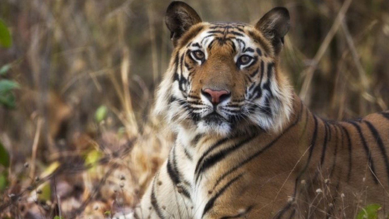 Tigress Blood