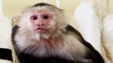 Monkey Business
