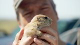 Prairie Dog Protector