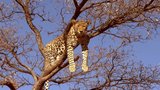 Relocating a Leopard
