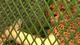 Cheetah Trauma