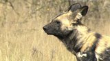 Hunting Dogs