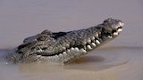 Crocpocalypse