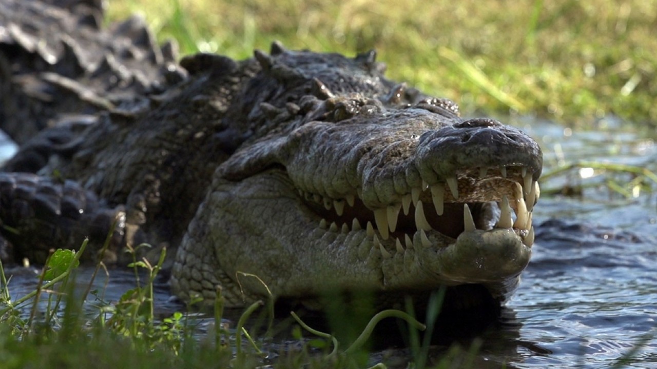 Crocpocalypse