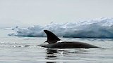 Expedition Killer Whale