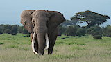 Tusker: Brotherhood of Elephants