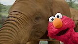 Sesame Street and the Great Elephant Adventure