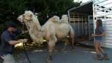 Camel Tow