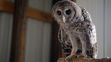 Owl in the Family