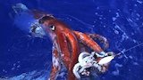 Hunt for the Giant Squid
