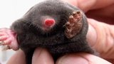 Mischievous Mole Mission