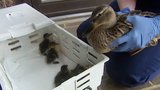 Fortunate Feathery Family