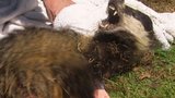 Brutal Badger Bite