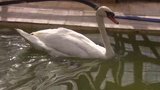Gerbeau Gathers Geese