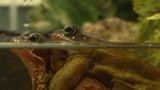 Atypical Amphibian Adventures