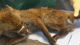 Medically Managing Mange