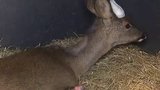 Antys Anguished Antler