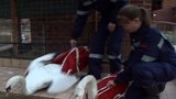 Saving Starved Swans