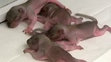 Soothing Sickly Squirrels