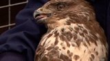 Boosting Buzzards Being
