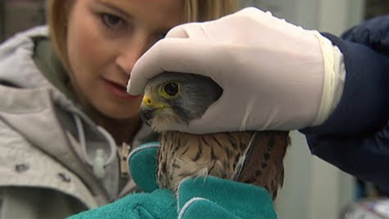 Wild Animal ER