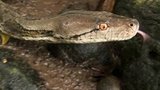 Snakes