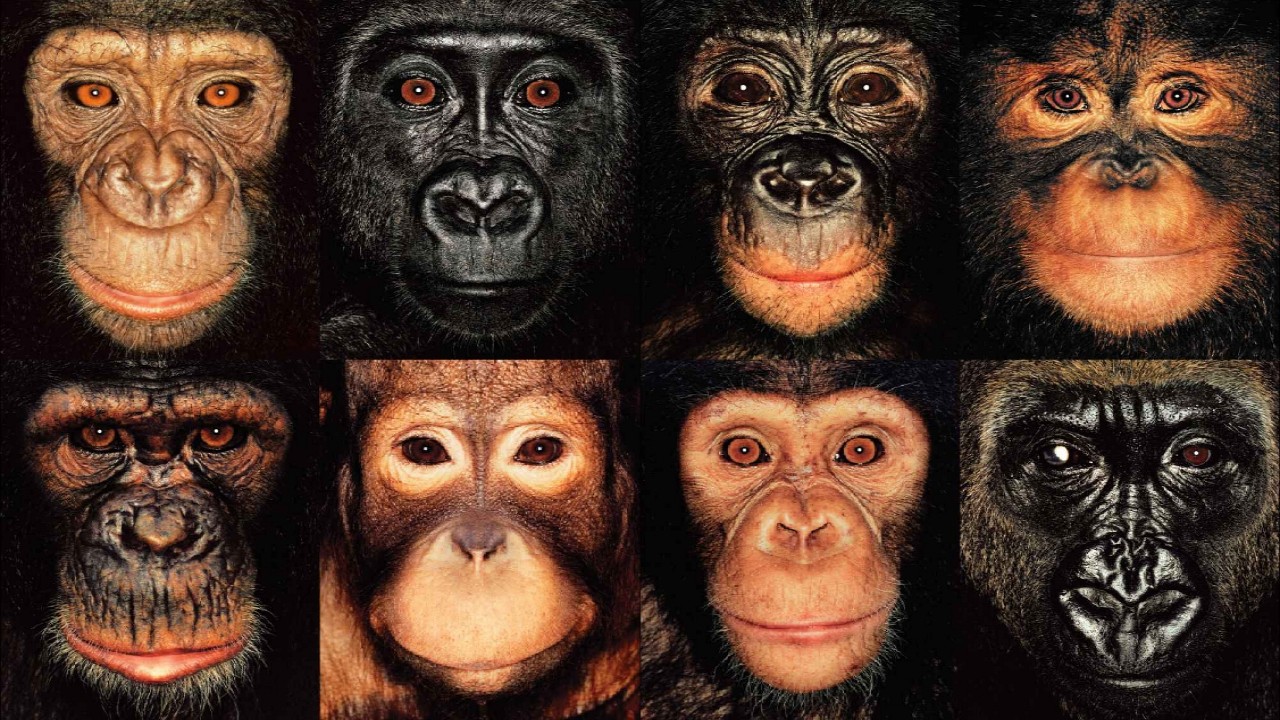 Animals Like Us: Remarkably Human