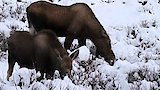 The Thundering Herd