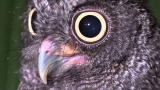 Lions, Owls & Frogs
