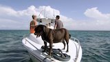 Caribbean Island Getaway
