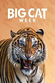 Big Cat Week