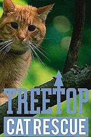 Treetop Cat Rescue