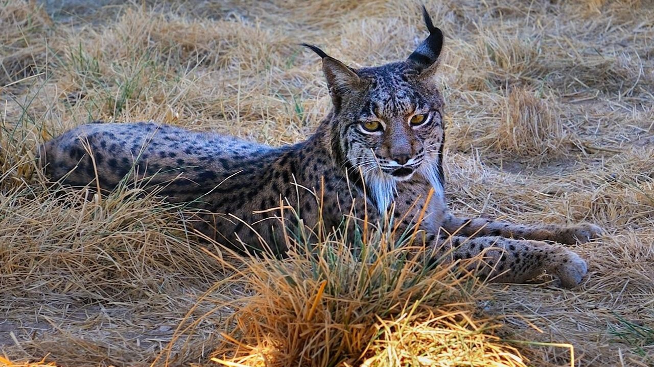 Wild Iberia