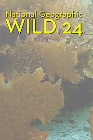 Wild 24