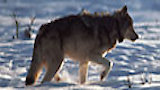 Hunting Wolves, Saving Wolves