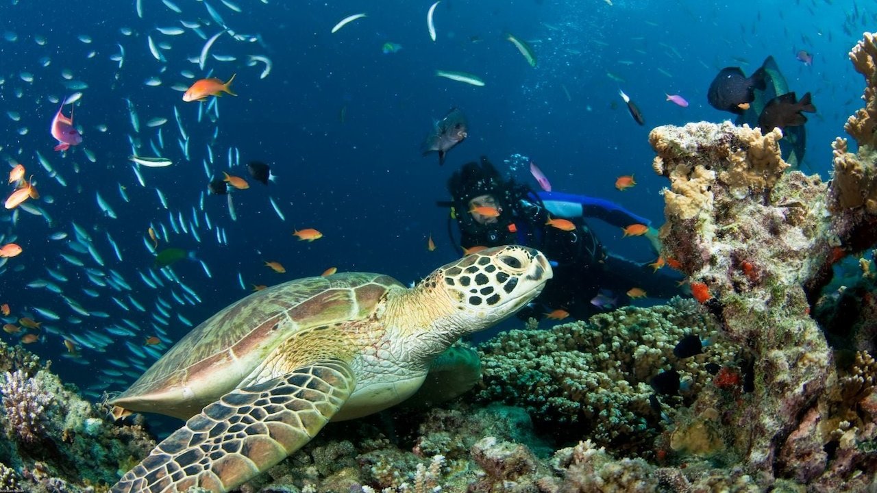 Life on the Reef