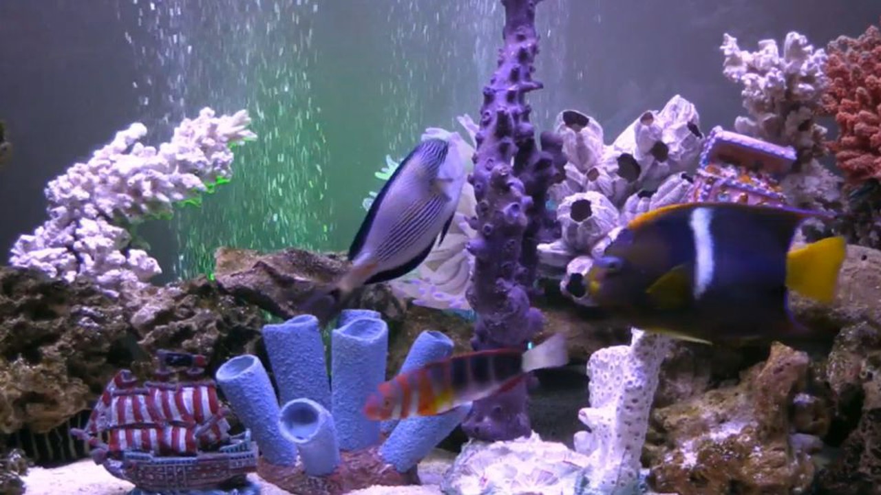 Fishcenter Live