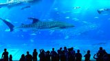 Okinawa Aquarium