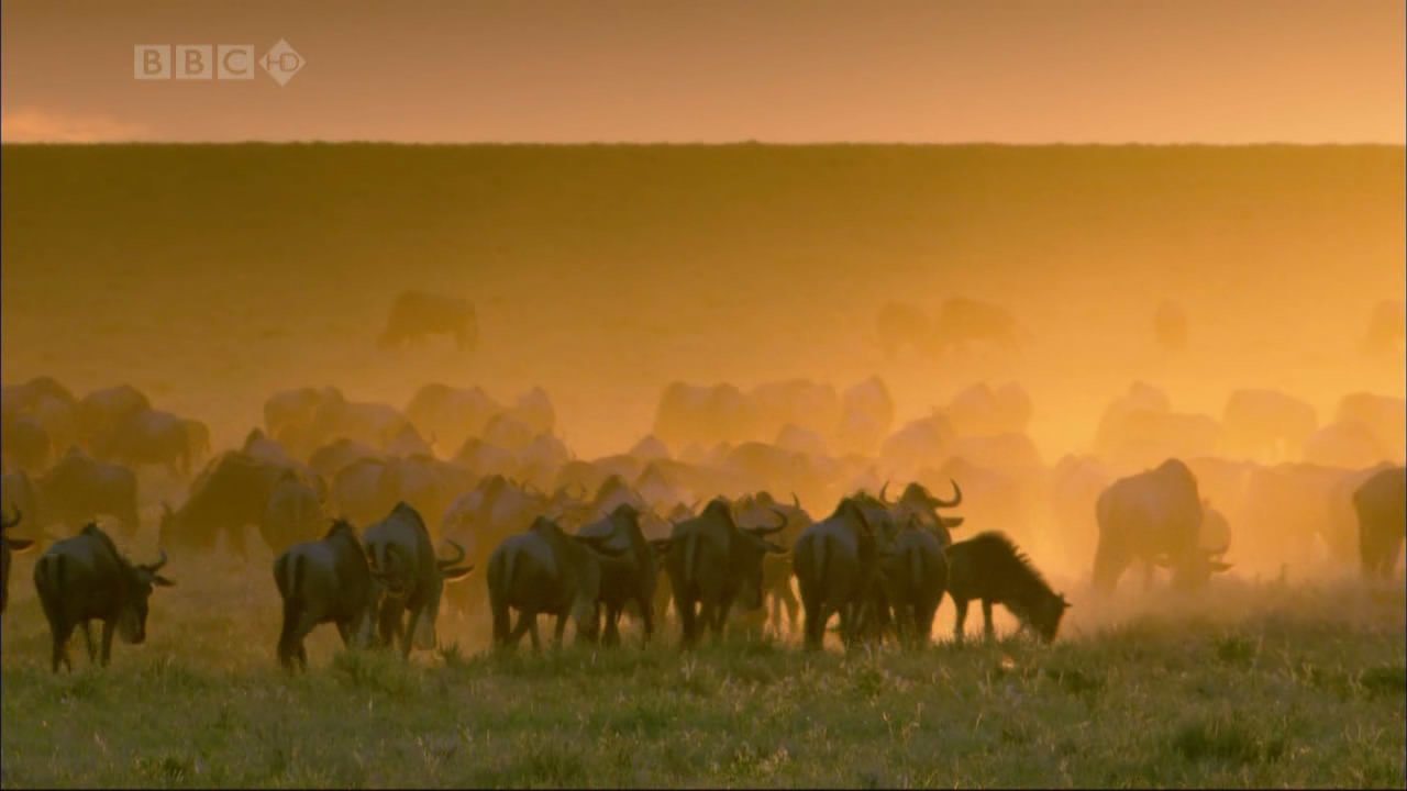 Trek: Spy on the Wildebeest