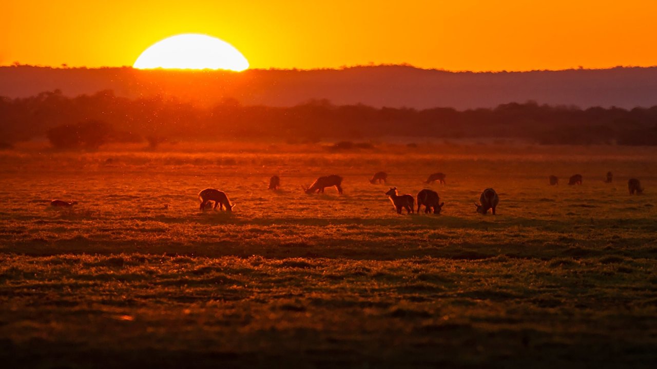Gorongosa Park: Rebirth of Paradise