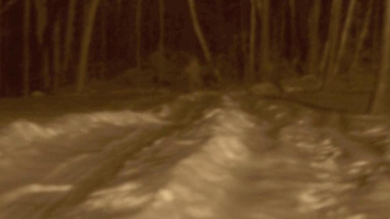 Bigfoot Captured
