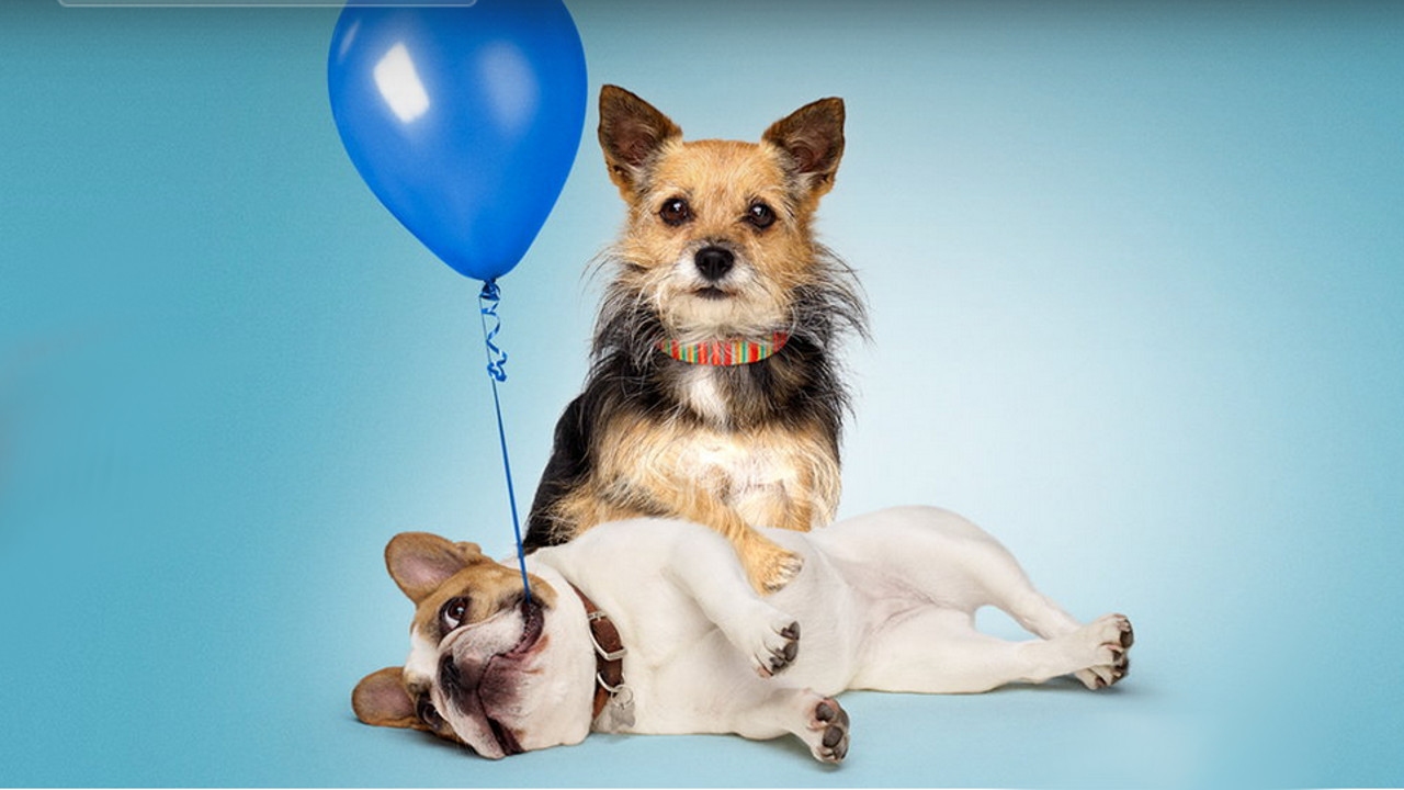 The All-Star Dog Rescue Celebration