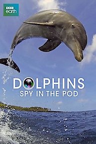 Dolphins: Spy in the Pod
