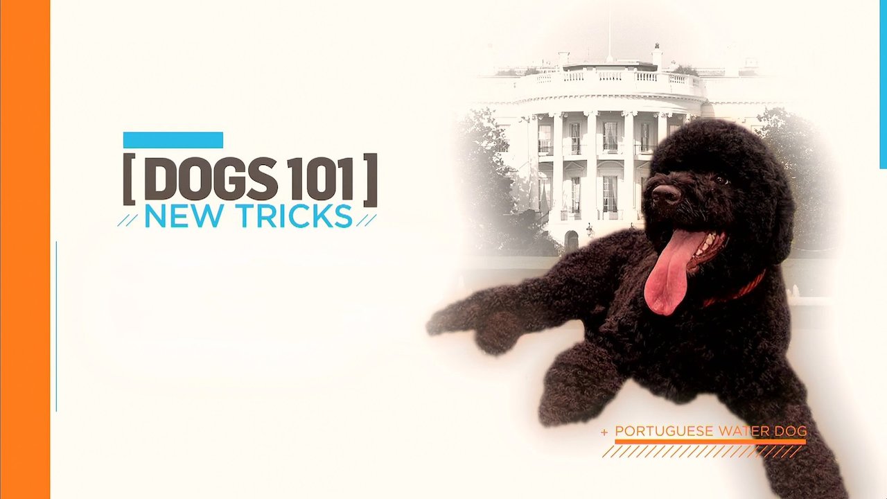 Dogs 101: New Tricks