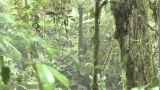 Journey of the Broad-Winged Hawk