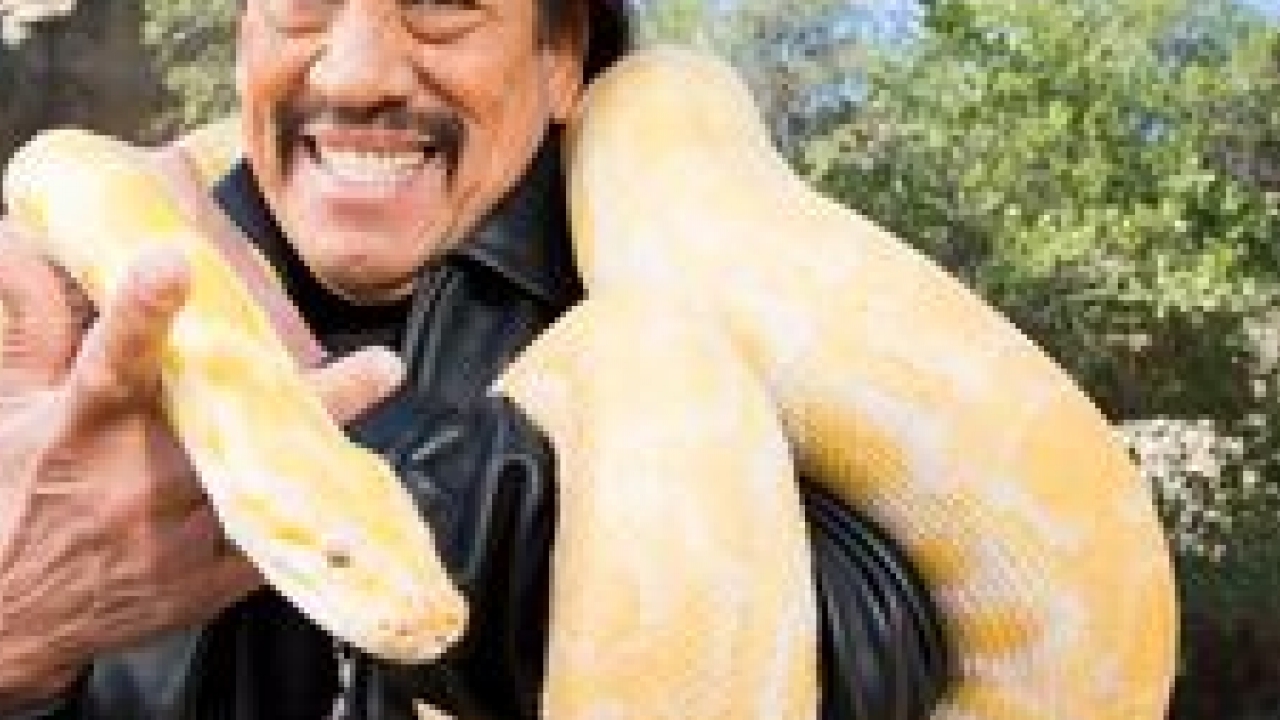 Snaketacular