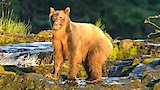 Brown Bear-anoia