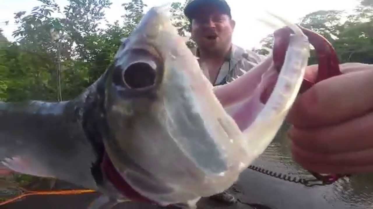 GEOBASS